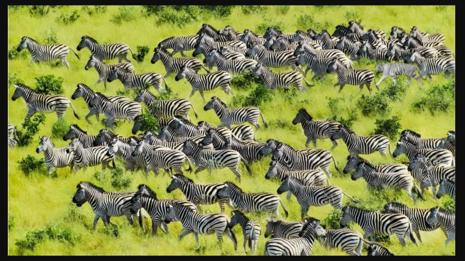 Resimde saklı kaplanı sadece gerçek dahiler 5 saniyede buluyor