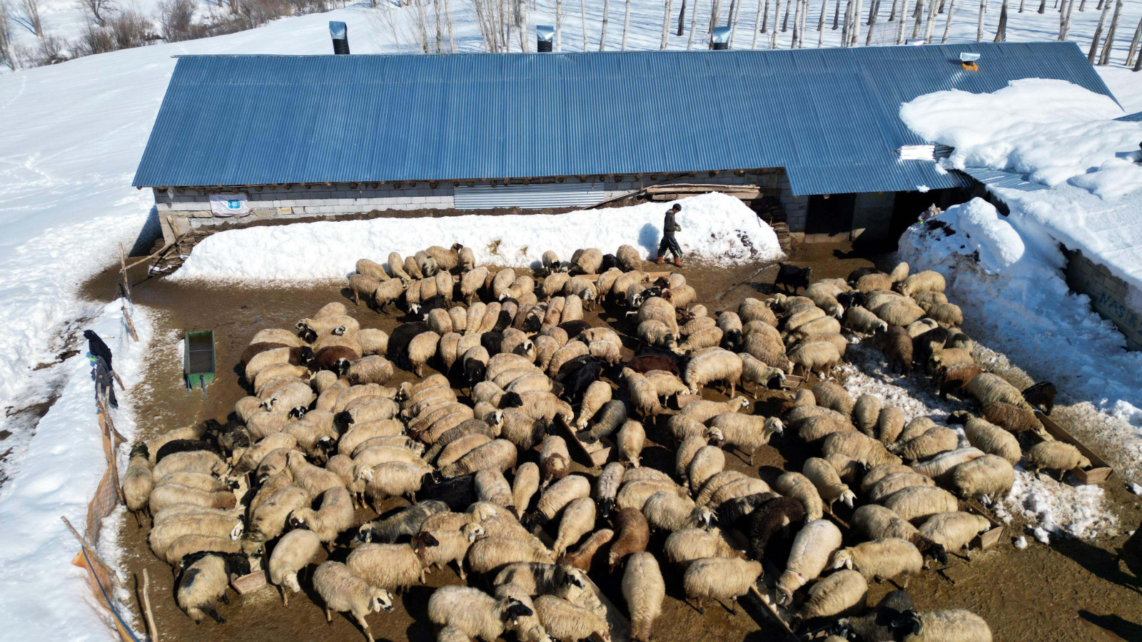 Köyüne döndü; 100 koyunu 4 yılda 680'e çıkardı