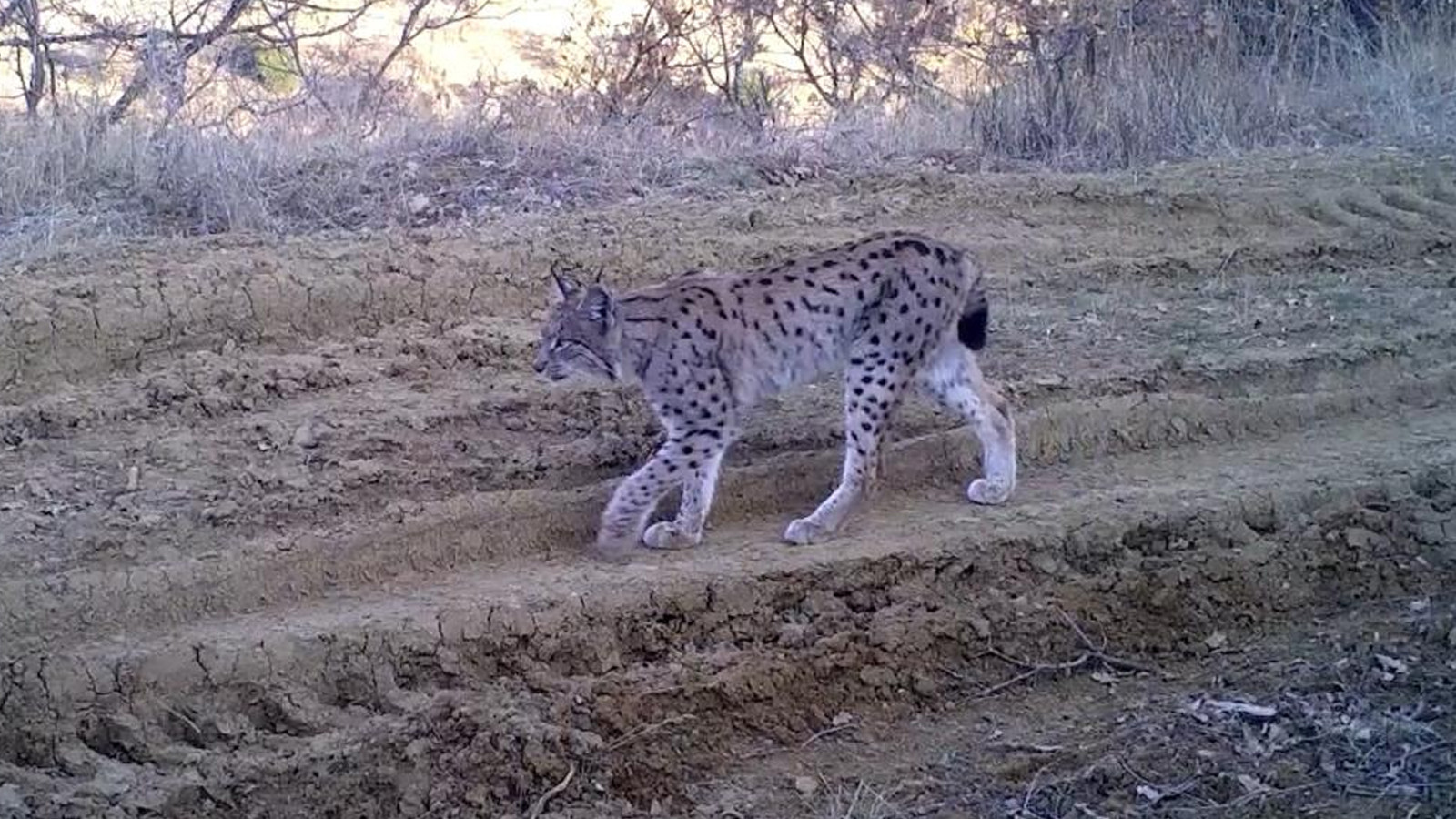 'Ormanın hayaleti' fotokapana takıldı
