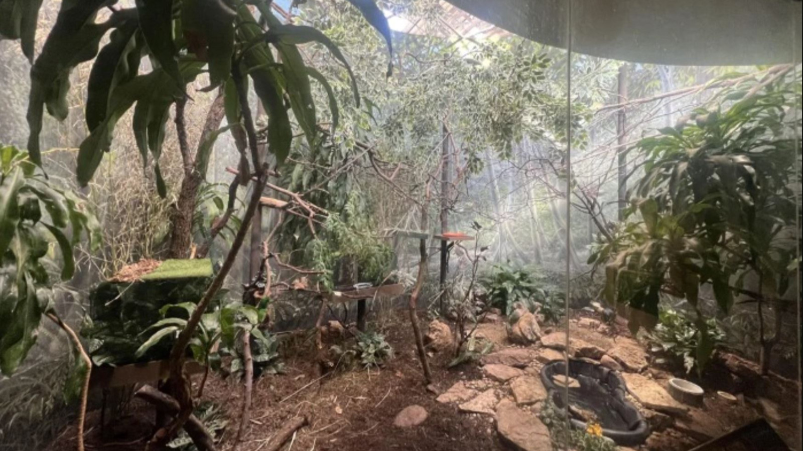 Resimdeki gizli kuşu yalnızca gerçek dahiler 9 saniyede buluyor