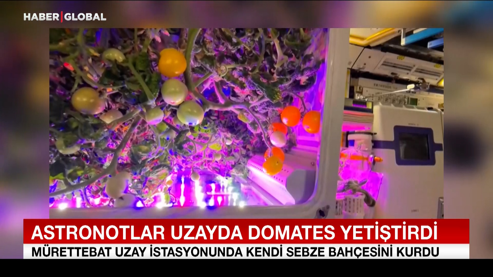 Astronotlar uzayda domates yetiştirdi