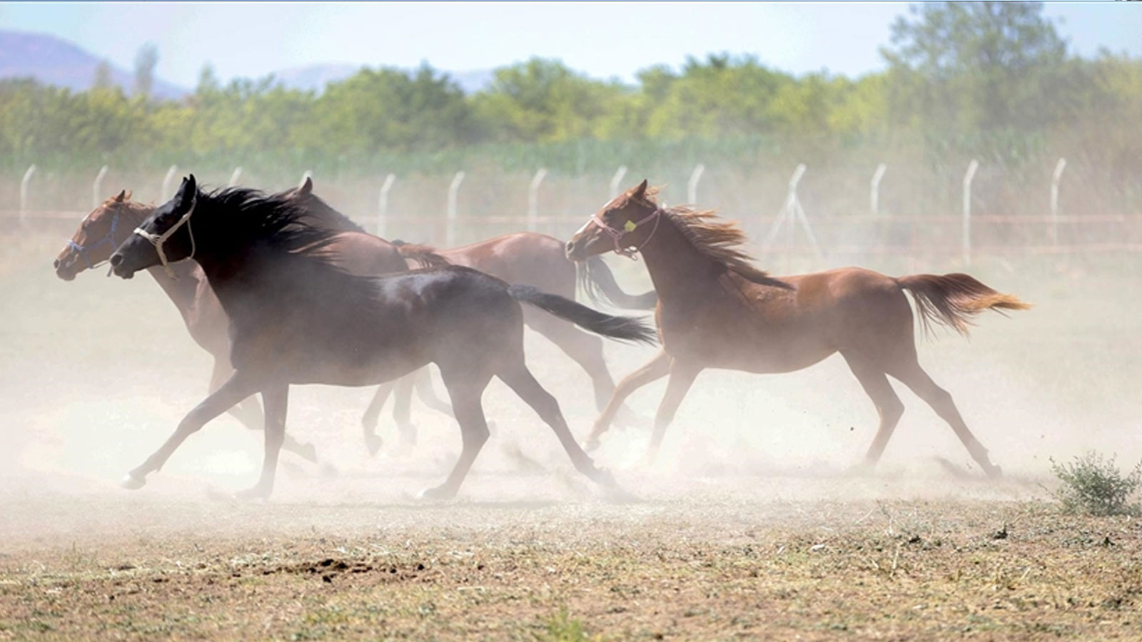 TİGEM’den 'Değeri 100 milyon lira olan yarış atları kayıp' iddialarına açıklama