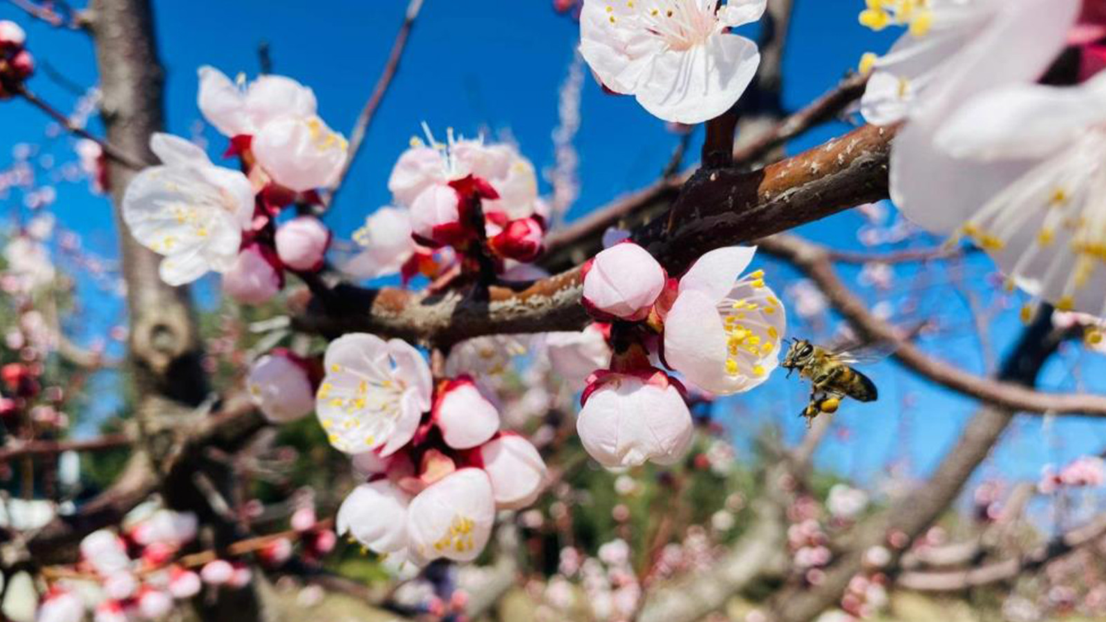 Sert çekirdekli meyveler için ‘Monilya’ uyarısı