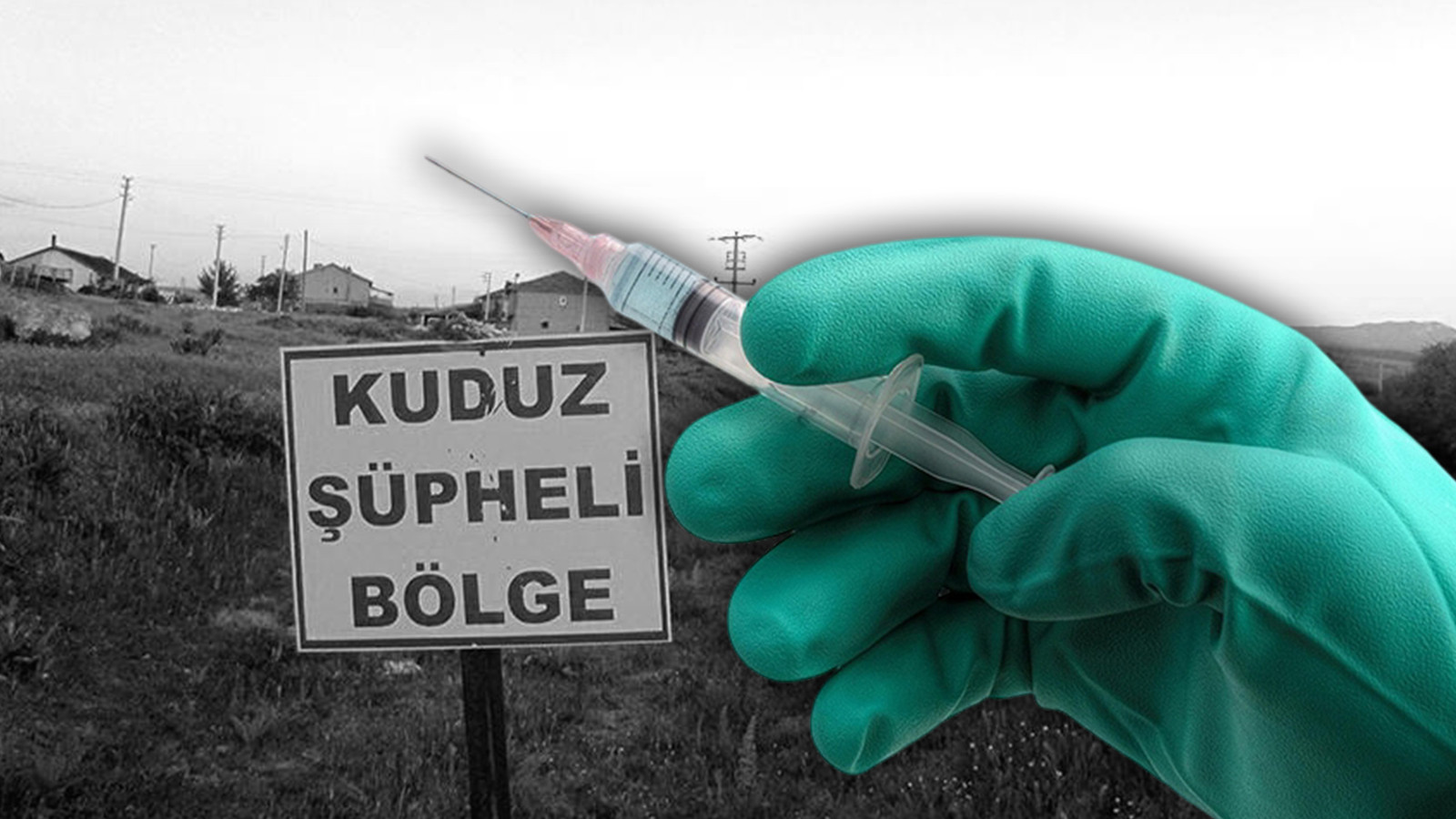 İstanbul'da kuduz riskli temas arttı! İşte en çok görülen ilçeler