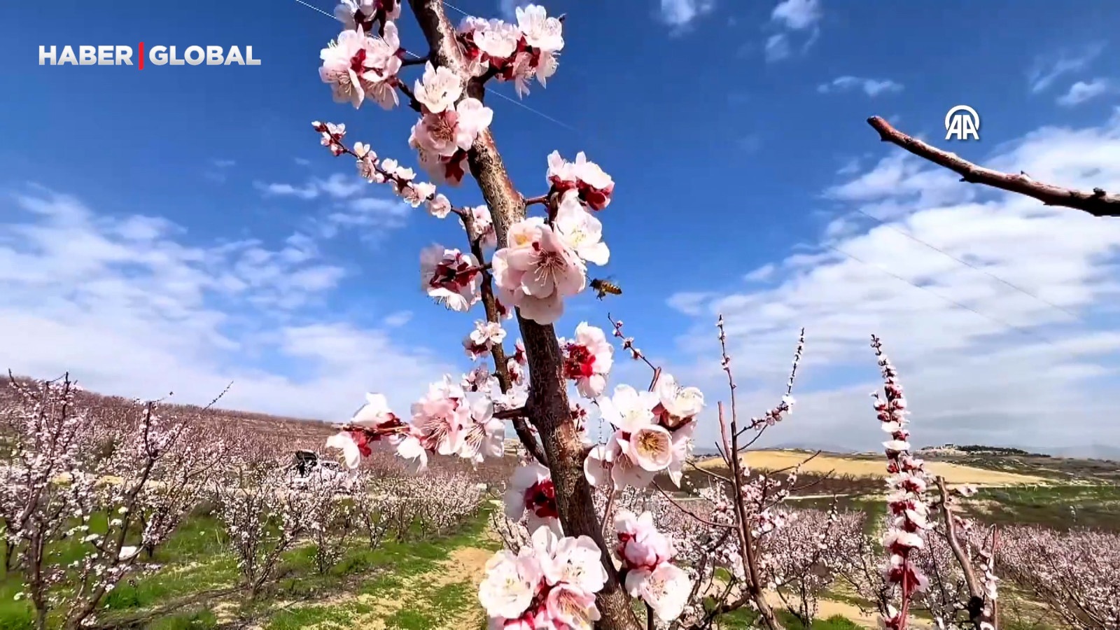 Mersin'de kayısı ağaçları çiçeklendi