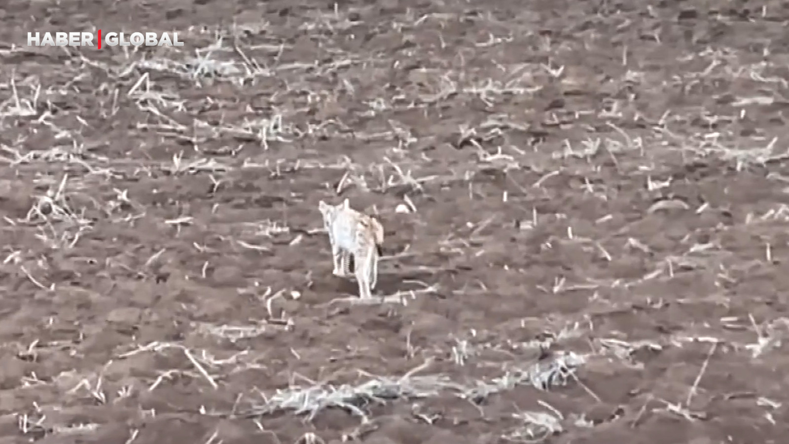 Yer Sivas: "Ormanın hayaleti" bu sefer güpegündüz görüntülendi