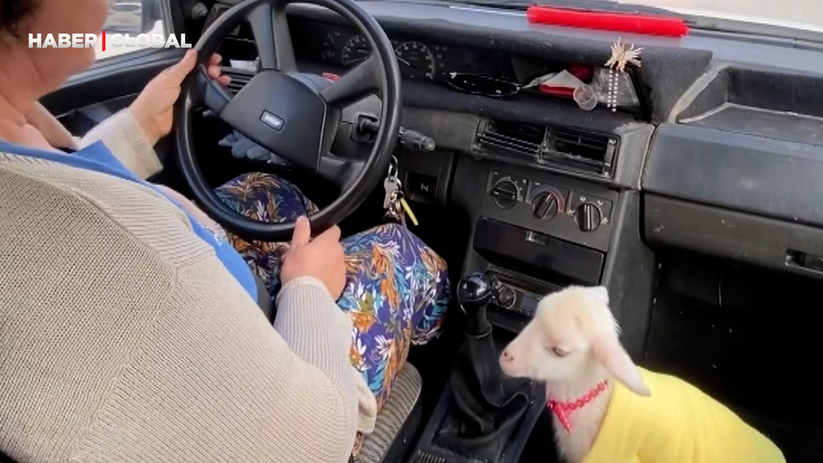 Annesinin reddettiği kuzuyu yanından bir an bile ayırmıyor, "Misafirliğe de onunla gidiyorum"