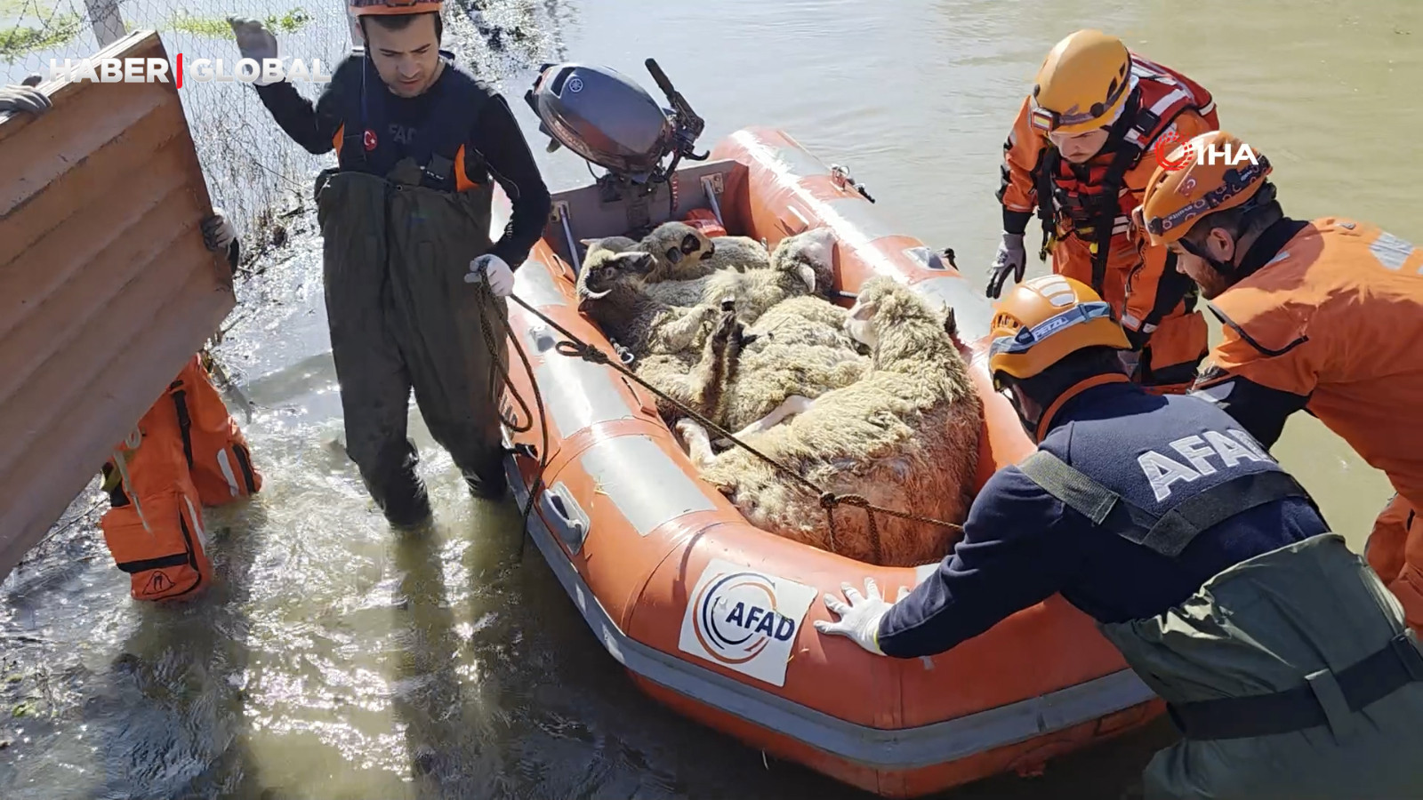 Edirne’de koyunlar botlarla kurtarıldı
