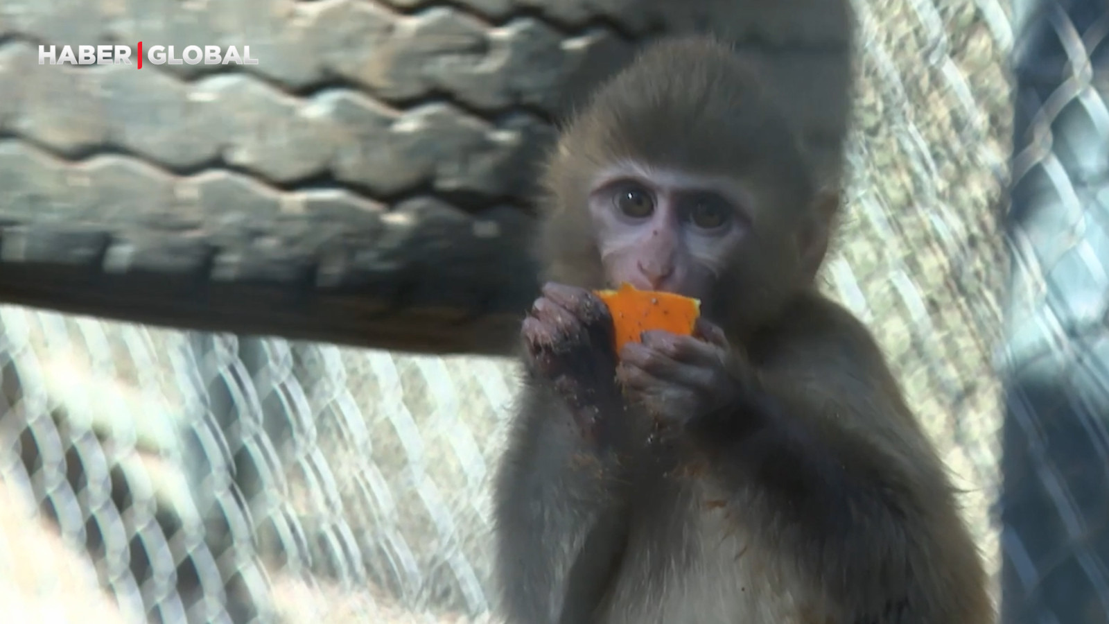 Uyuşturucu şüphelilerinin elinden kurtarılan yavru maymun "yetimler barınağı"na yerleştirildi