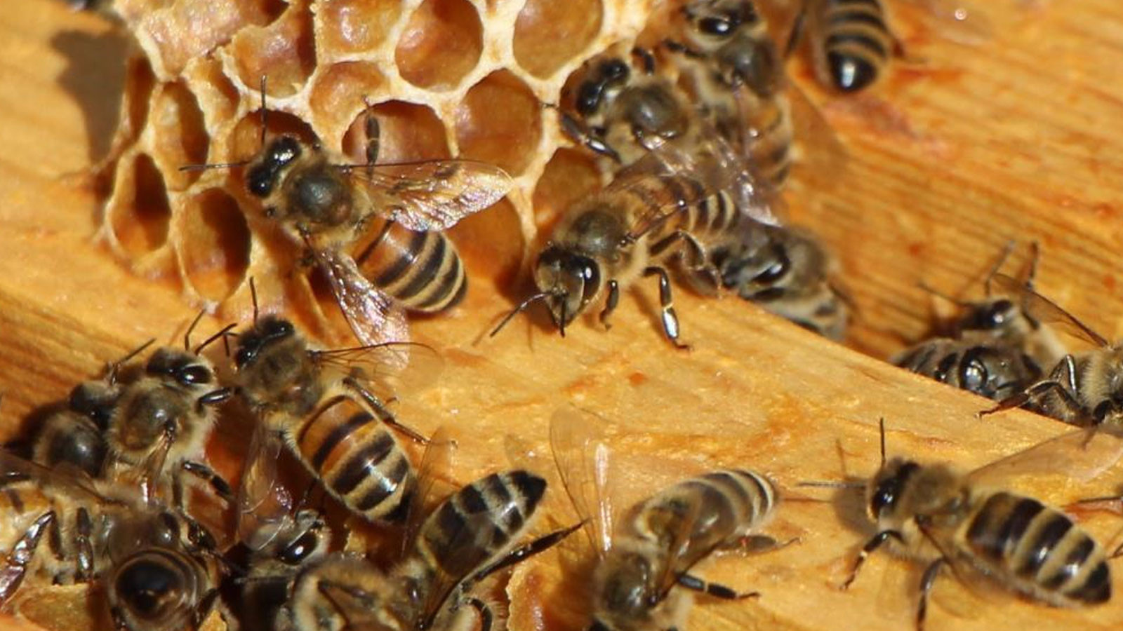 Bu seçimde kazananı 'arılar' belirleyecek