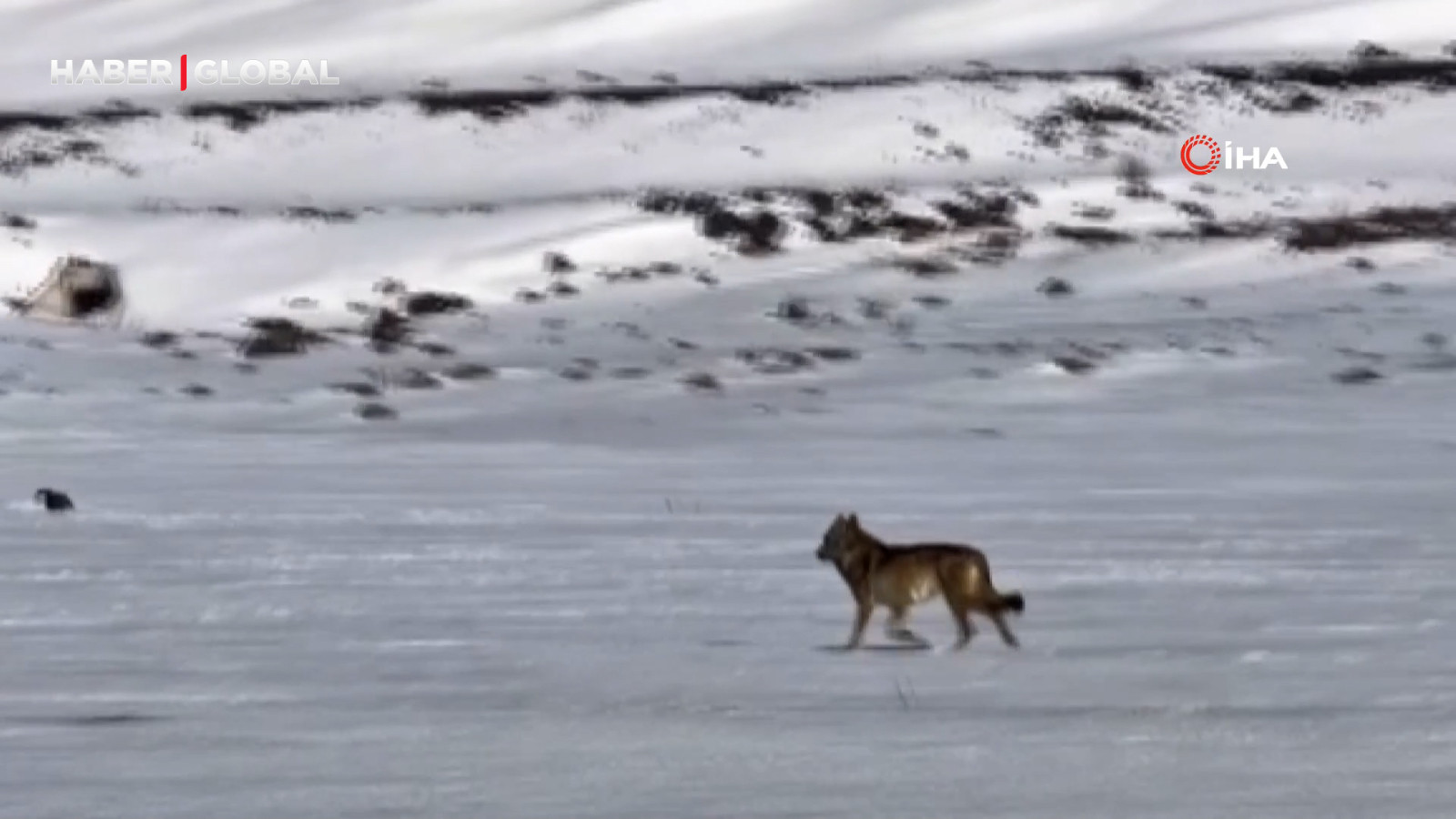 Kars'ta hareket halindeki aracı takip eden kurt kameraya yansıdı