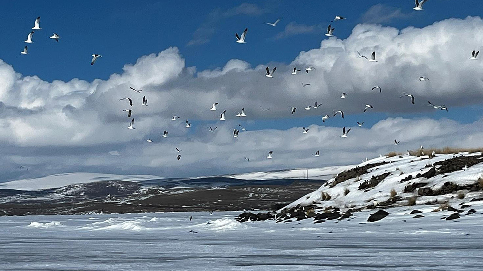 15 gün erken gelen martılar açlık tehlikesiyle karşı karşıya
