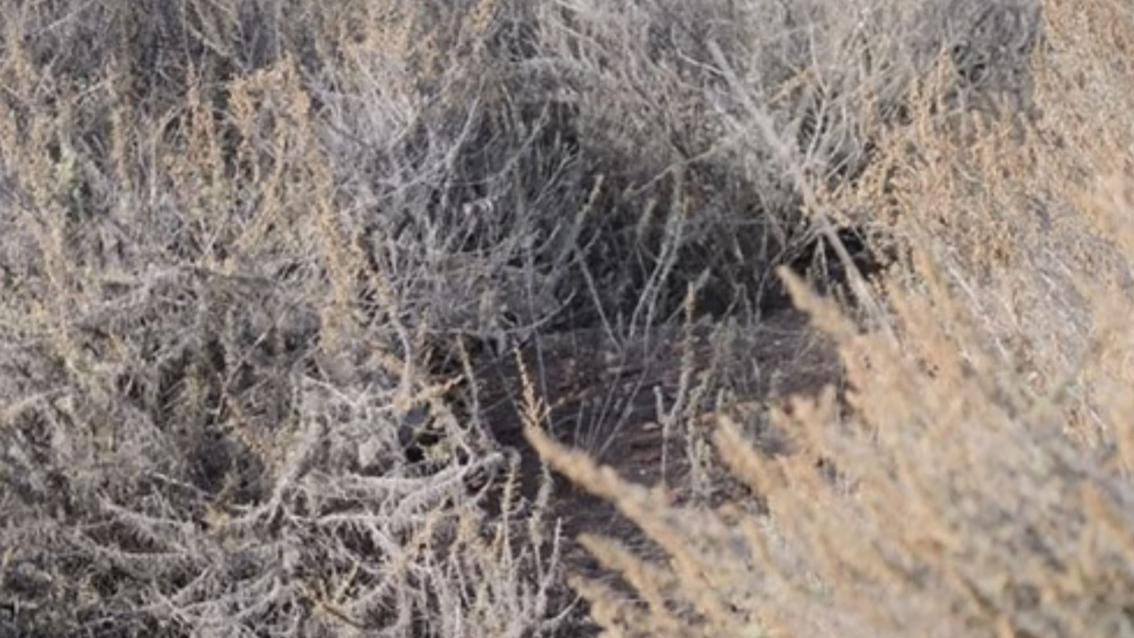 Resimde gizli kediyi yalnızca 130 IQ'su olanlar görüyor