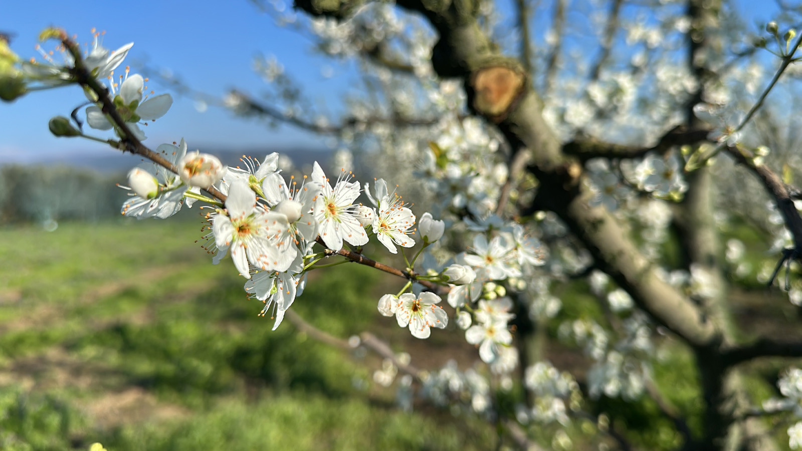 Bursa'da 'zirai don' endişesi: Meyve ağaçları erkenden çiçek açtı