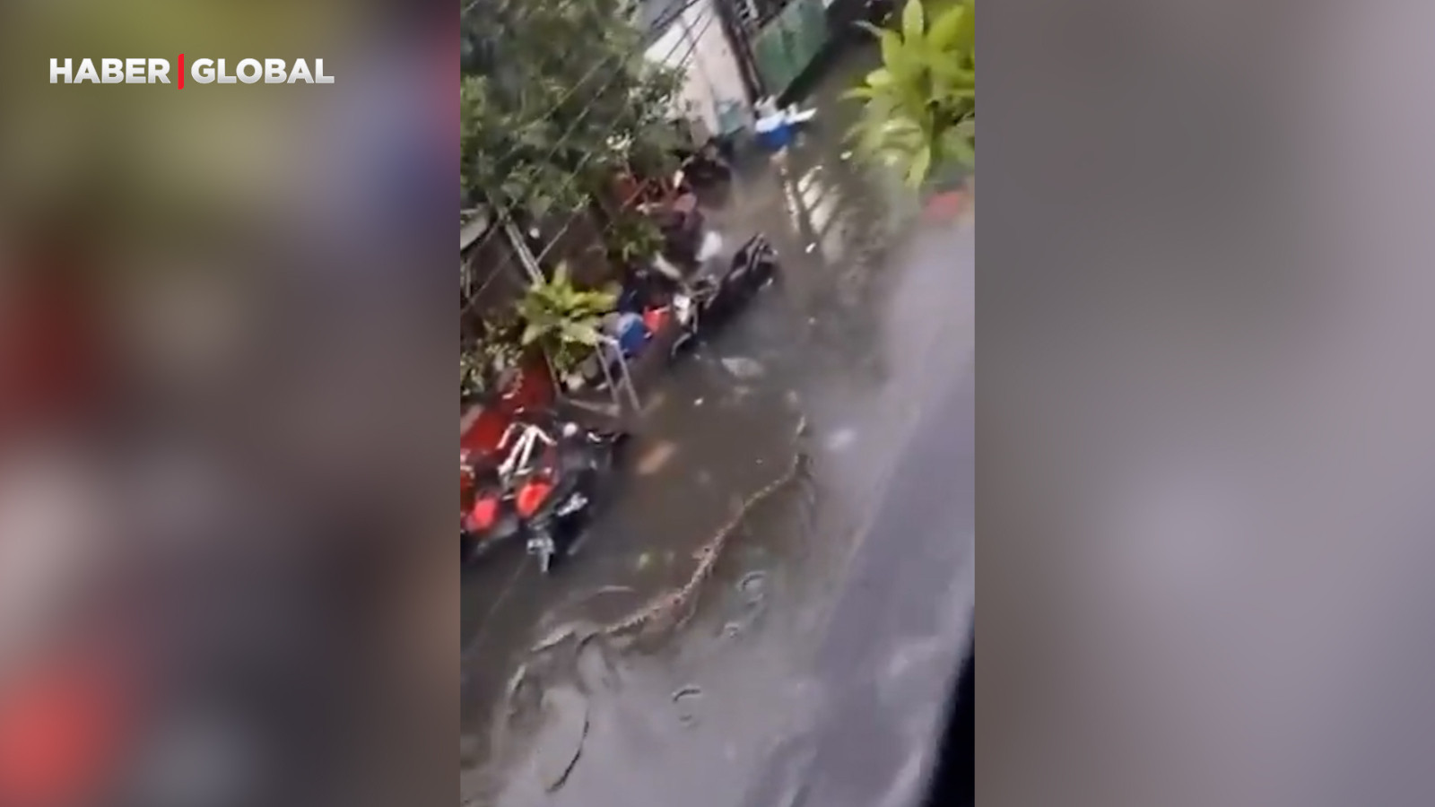 Endonezya’da yağışlar sonrası 5 metrelik pitonlar sokakta görüldü!
