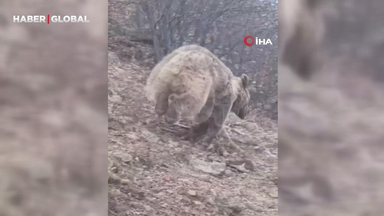Erzurum'da kış uykusundan uyanan ayıyla karşılaşınca çığlık attı