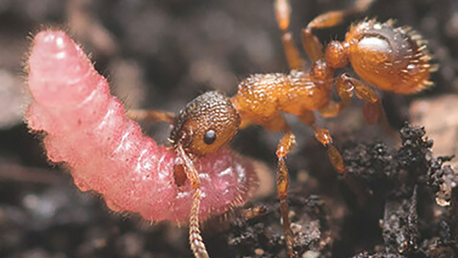 Karıncaların besleyip büyüttüğü tırtıllar