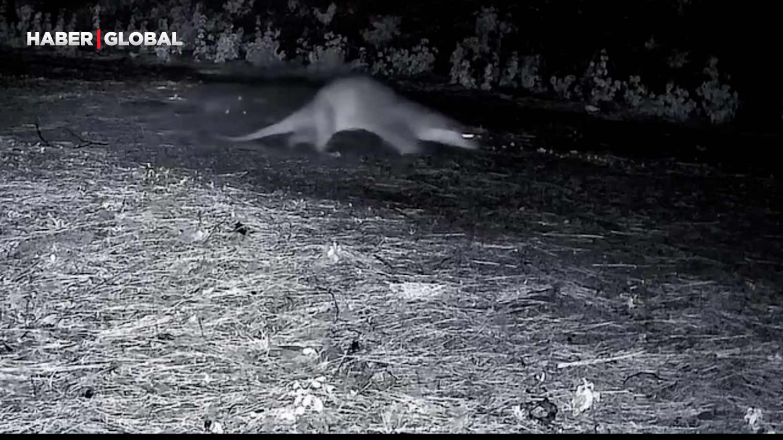 Ganos Dağları'nda nadir görüntü: Ormanda yürürken görüntülendi!