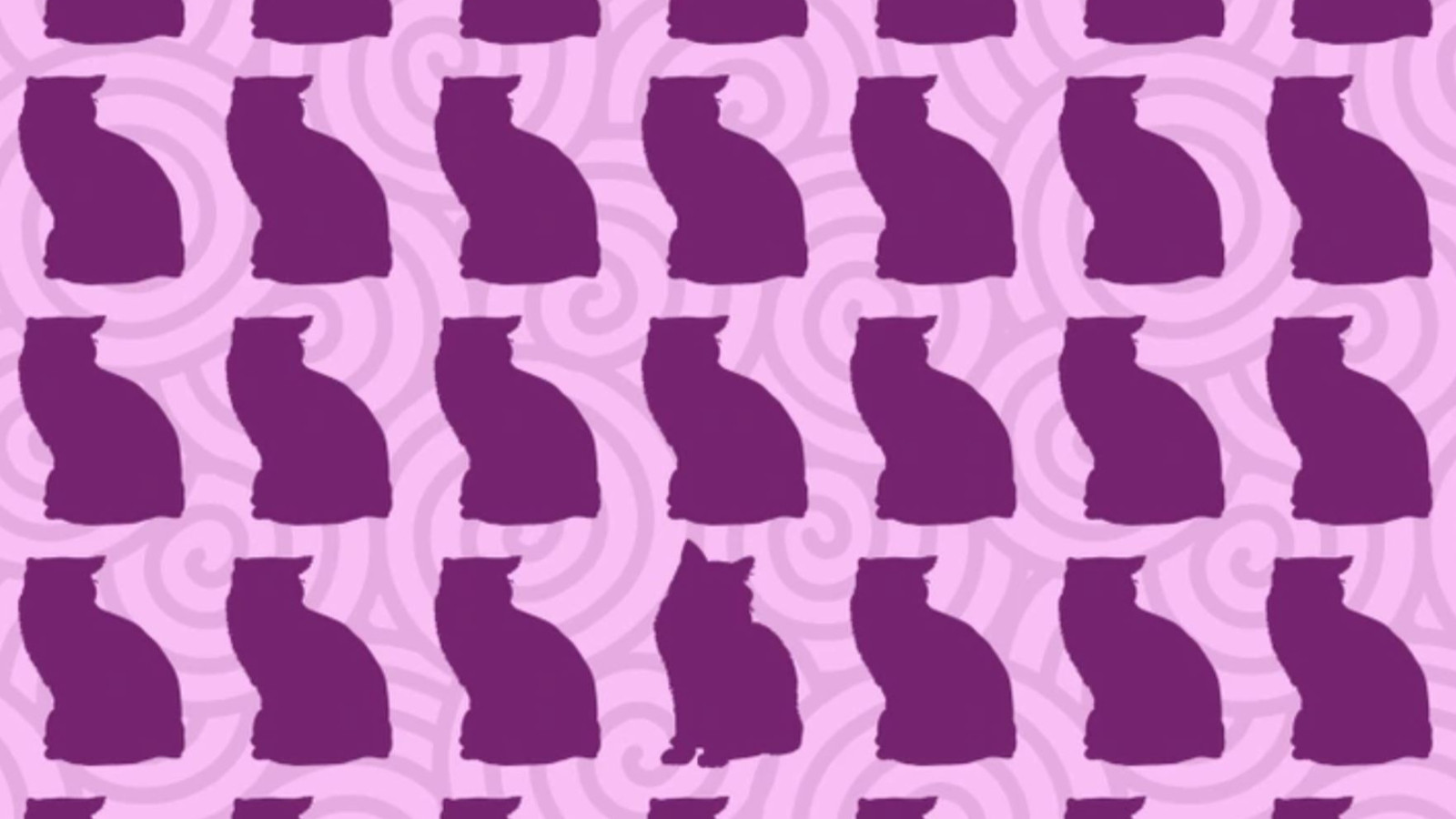 Resimdeki farklı kediyi yalnızca yüksek IQ'su olanlar buluyor