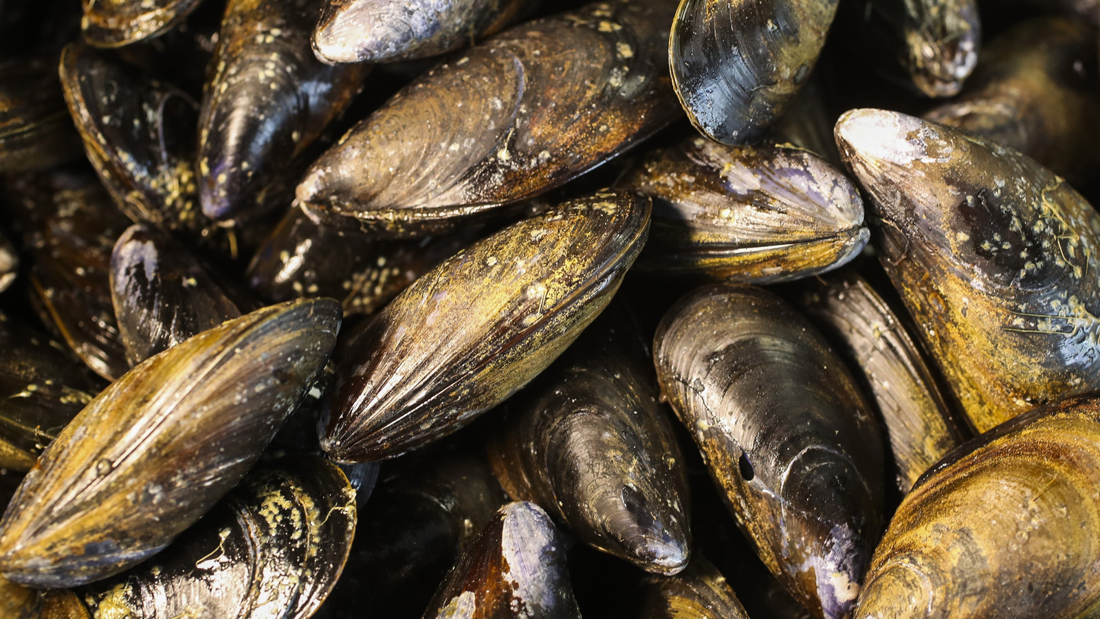 İzmir Körfezi’nde midye alarmı: Hepatit A ve norovirüs iddialarına resmi yanıt