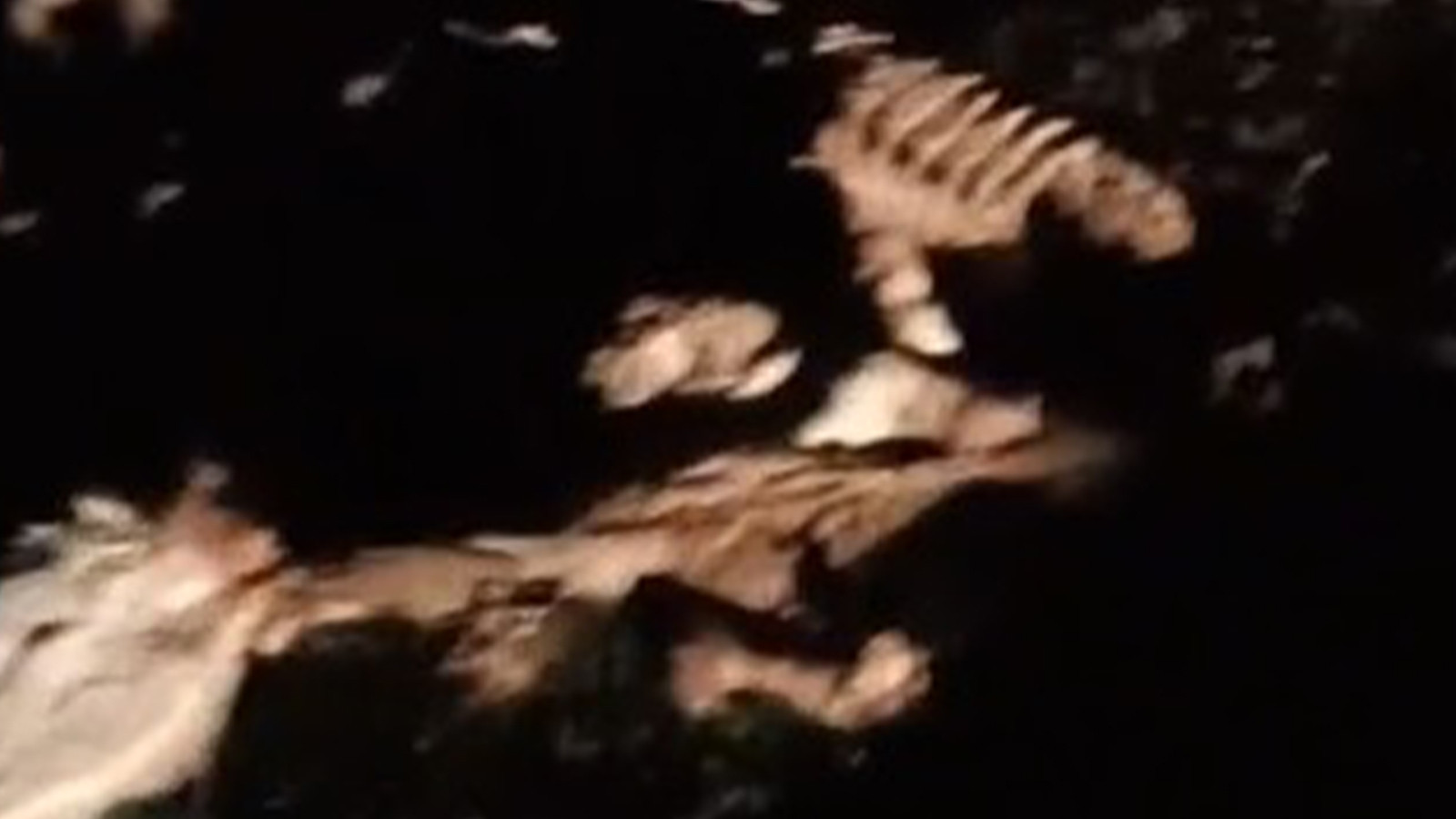 Kırşehir’de 13 hayvan ölü bulundu