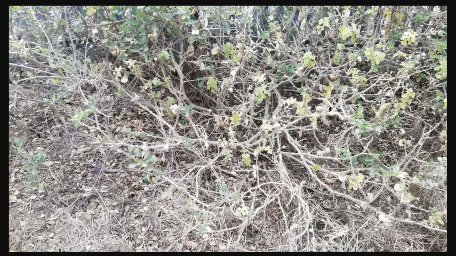 Resimde saklı sincabı 5 saniyede bulmak için 130 IQ gerekiyormuş