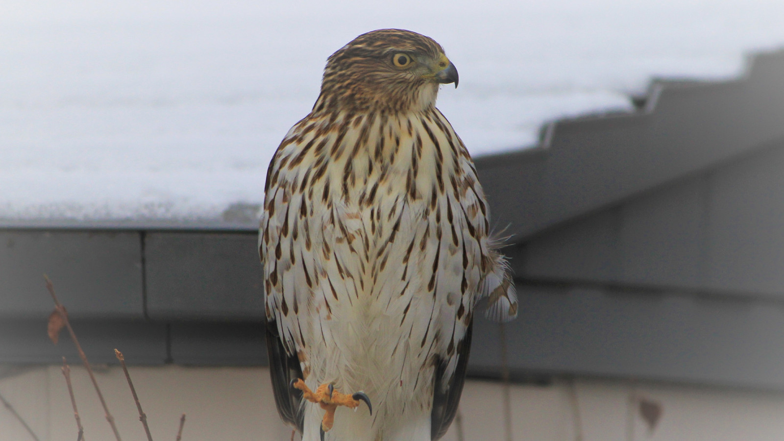 Şahin'e zorla alkol içiren kişiye hapis cezası!