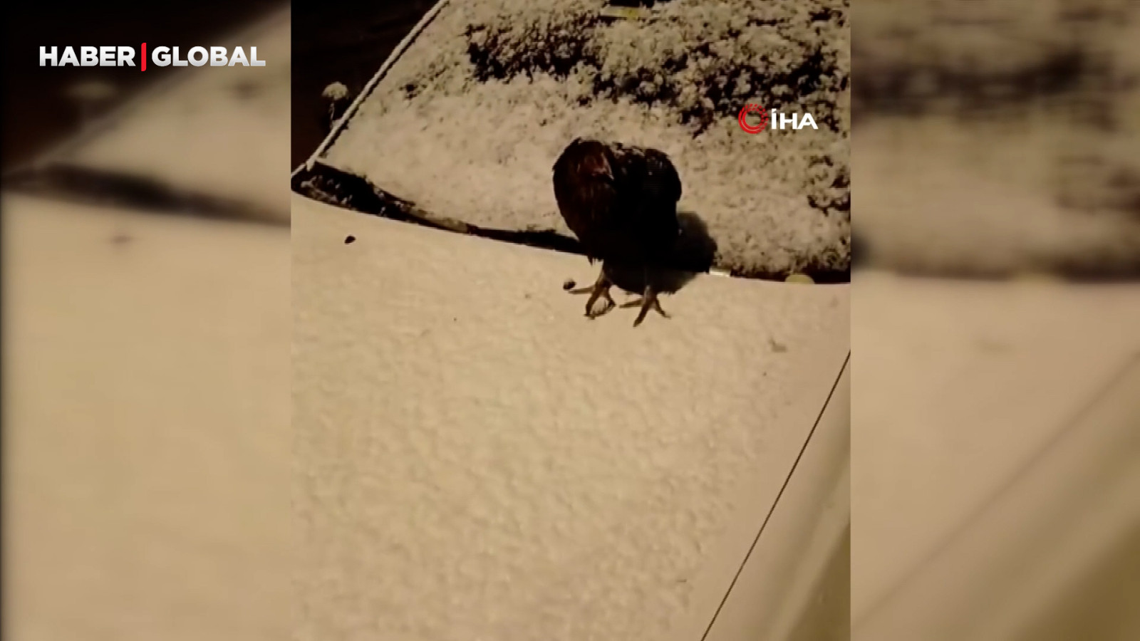 Kümesine giremeyen tavuk otomobil üzerine yumurtladı