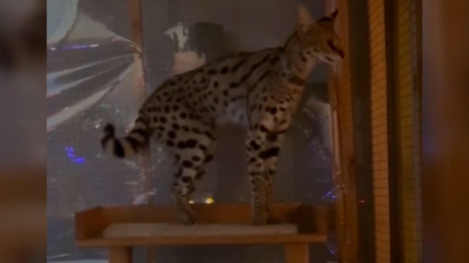 Vahşi kediyi evinde besledi: Serval kedisi Şişli’de bulundu!