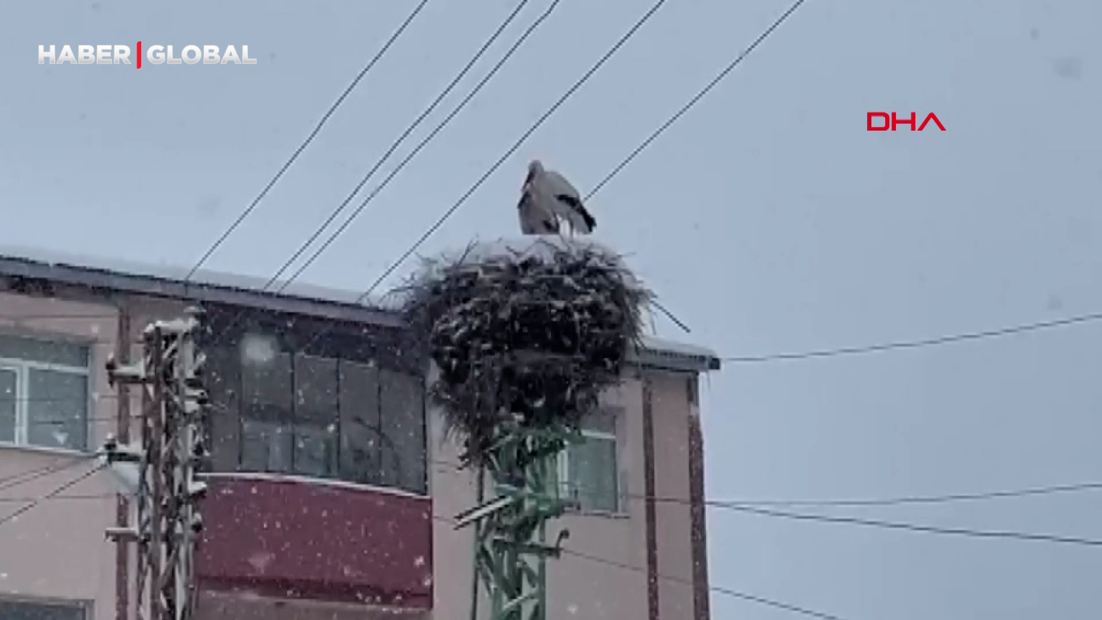 Ardahan'a erken gelen leylekler yoğun kar yağışına rağmen yuvalarını terk etmedi