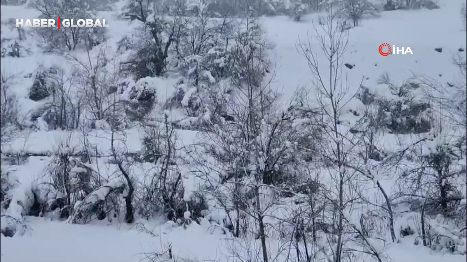 Karlı havada yiyecek arayan yaban domuzu görüntülendi
