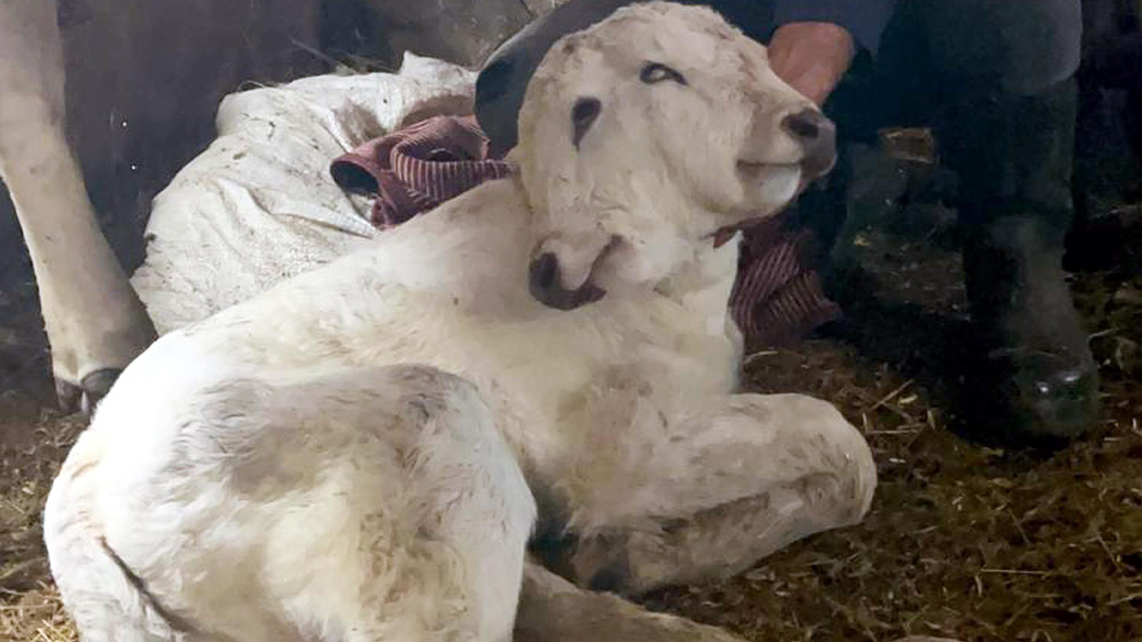 Görünce hayrete düştüler; 2 başı, 2 kulağı, 4 gözü var