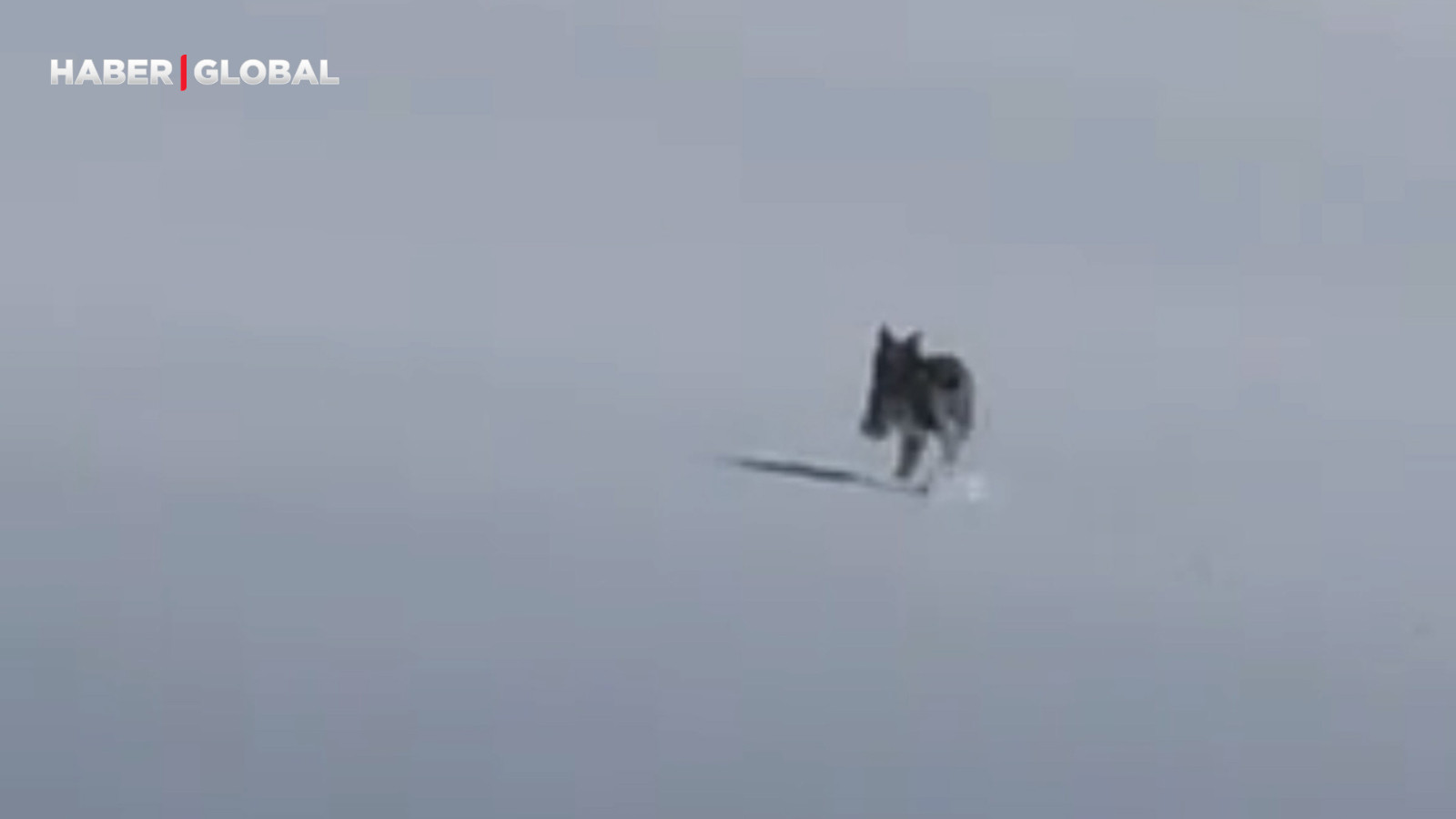 Ormanın hayaleti bu kez kar üzerinde gözlem yaparken görüntülendi