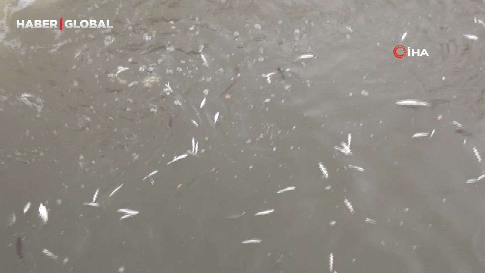 Sakarya'da korkunç görüntü! Yüzeye çıkan balıklar ölüyor