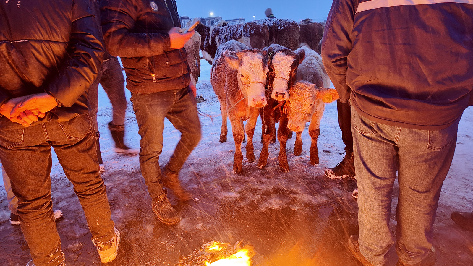 Sivas'ta buz gibi havada yürek ısıtan görüntü: Hayvanlar ateşin başında ısındı