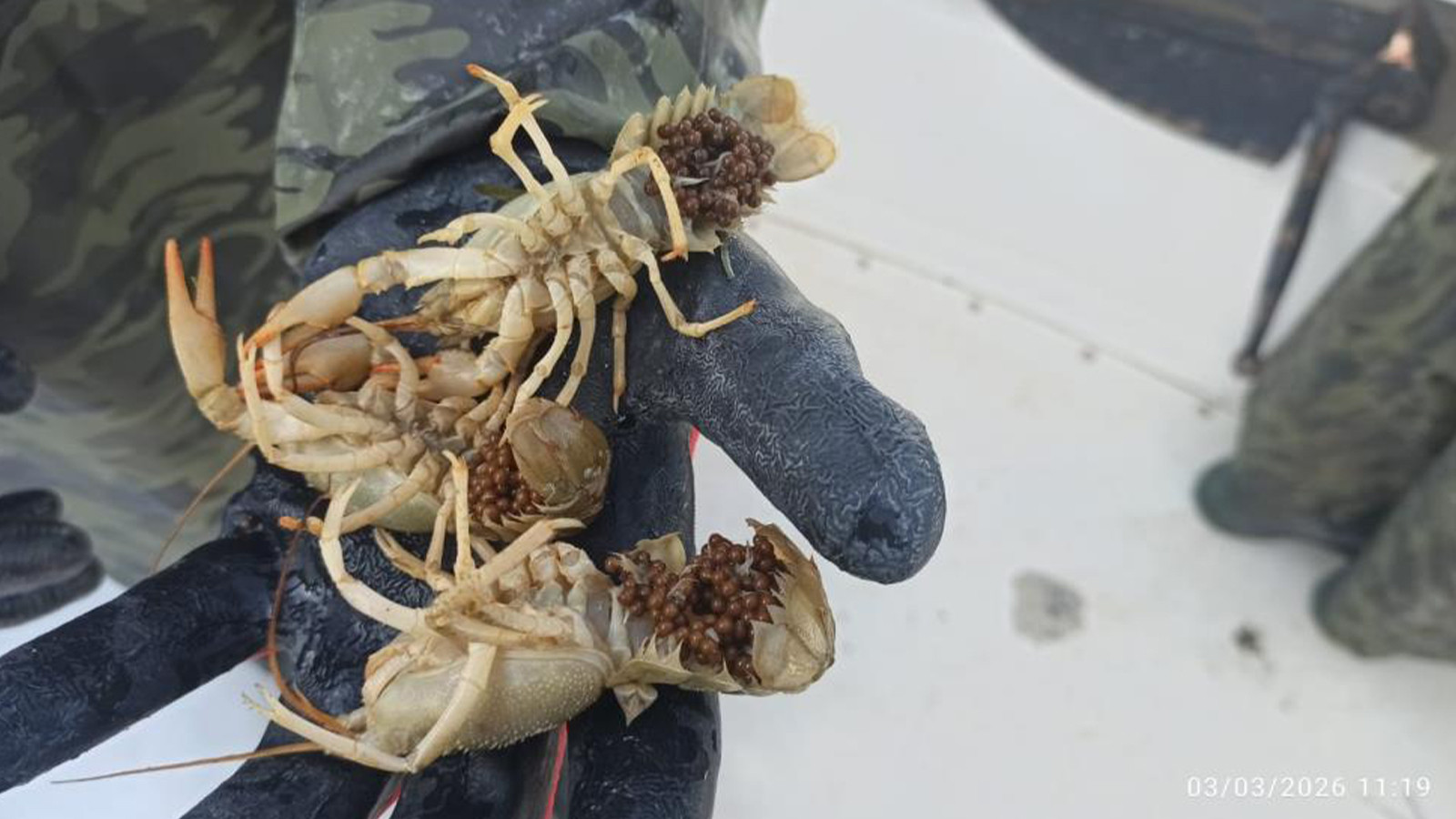 Eğirdir Gölü'nde kaçak yakalanan kerevitler göle bırakıldı