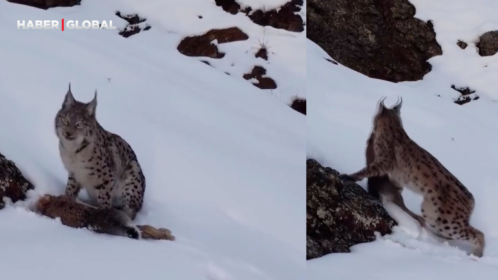 Erzincan'da görüntülenen "ormanın hayaleti" avını kimseye kaptırmadı