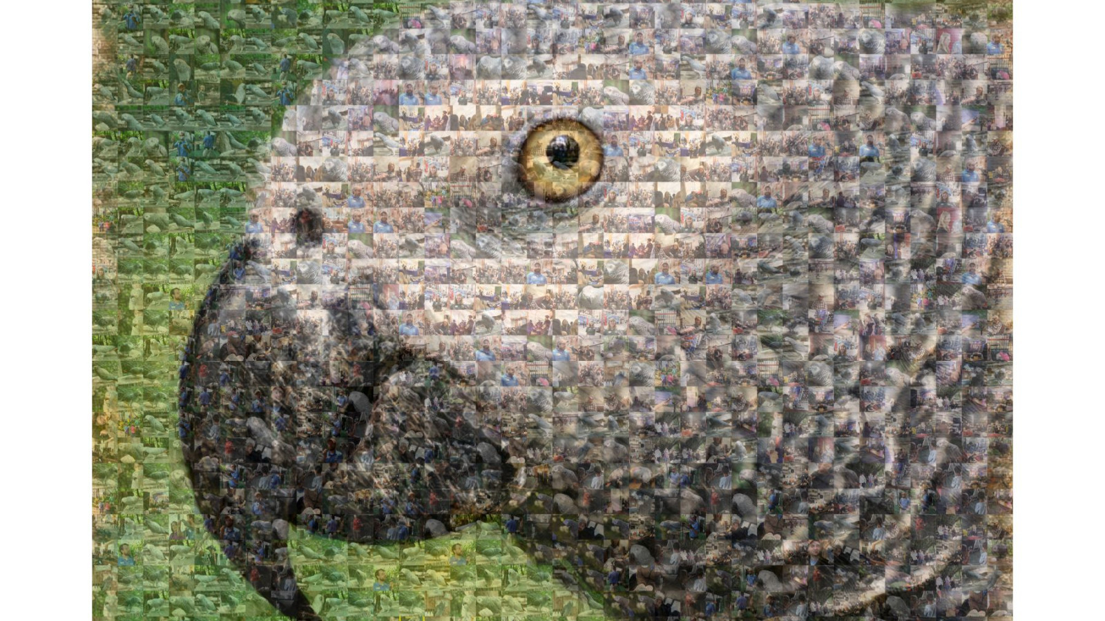 200’den fazla kelime bilen Afrika papağanı Einstein 38 yaşında öldü