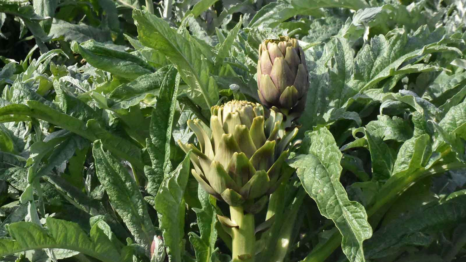 Ailece üretip internetten Türkiye'nin her yerine satıyorlar