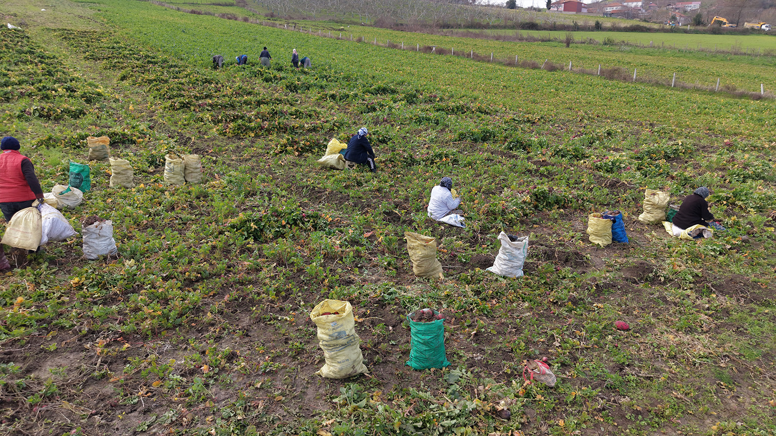 Ekimde başlayan hasat sürüyor