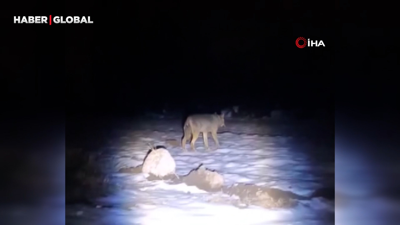 Erzincan’da aç kalan kurtlar köye indi