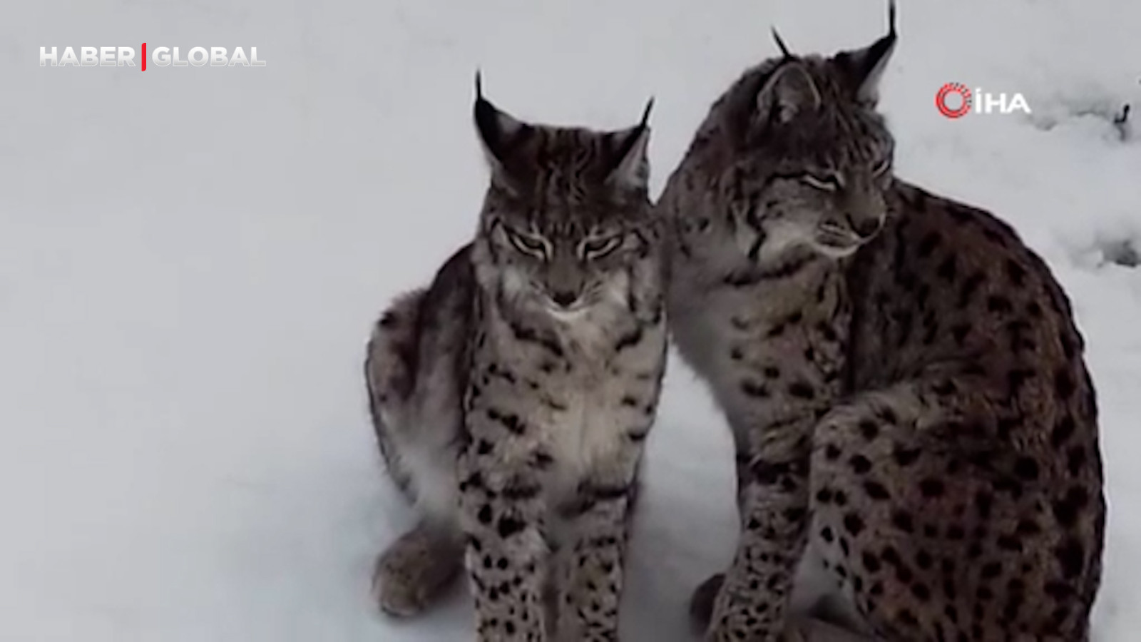 Karlı arazide çekilen vaşak çifti viral oldu