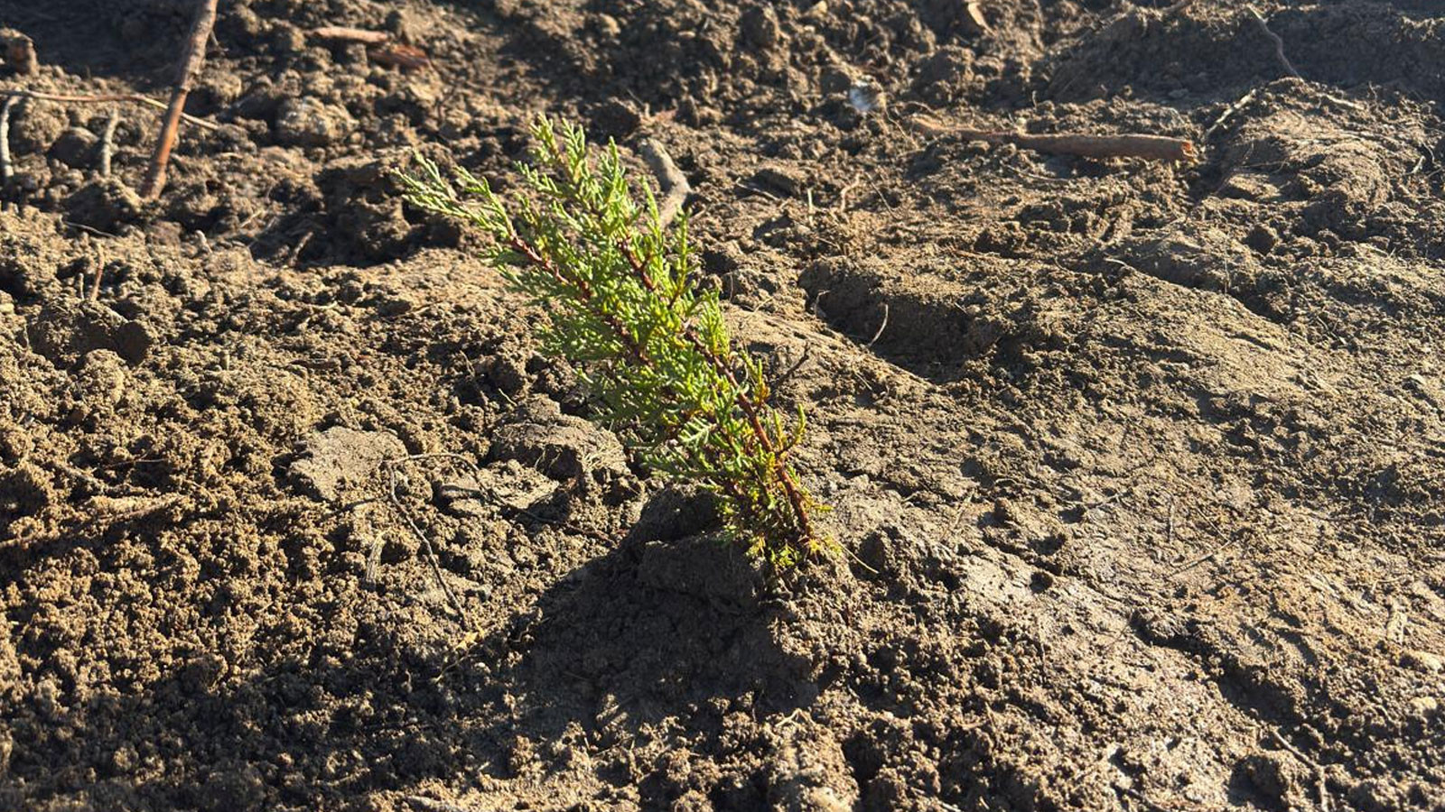 Bahar geldi! Üçüncü cemre toprağa düştü