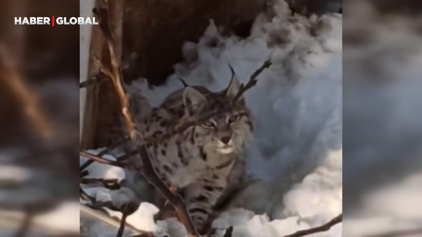 Yüksekova'da yerleşim alanına inerken görüntülenen "ormanın hayaleti" şaşırttı