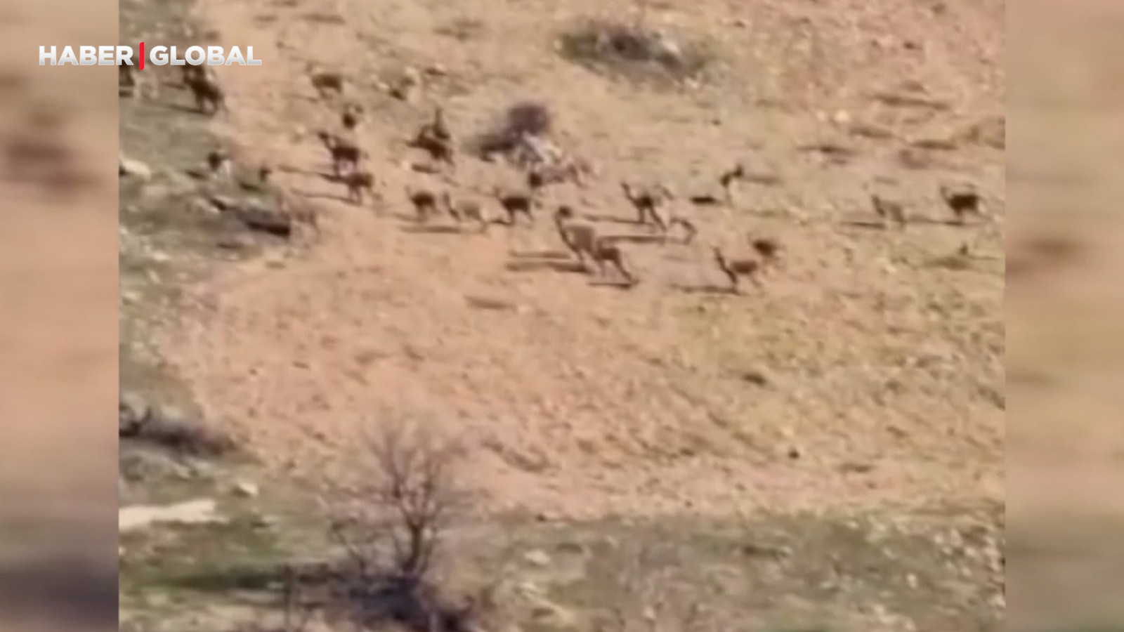 Zarar vermenin cezası 940 bin lira! Diyarbakır'da sürü halde böyle görüntülendi