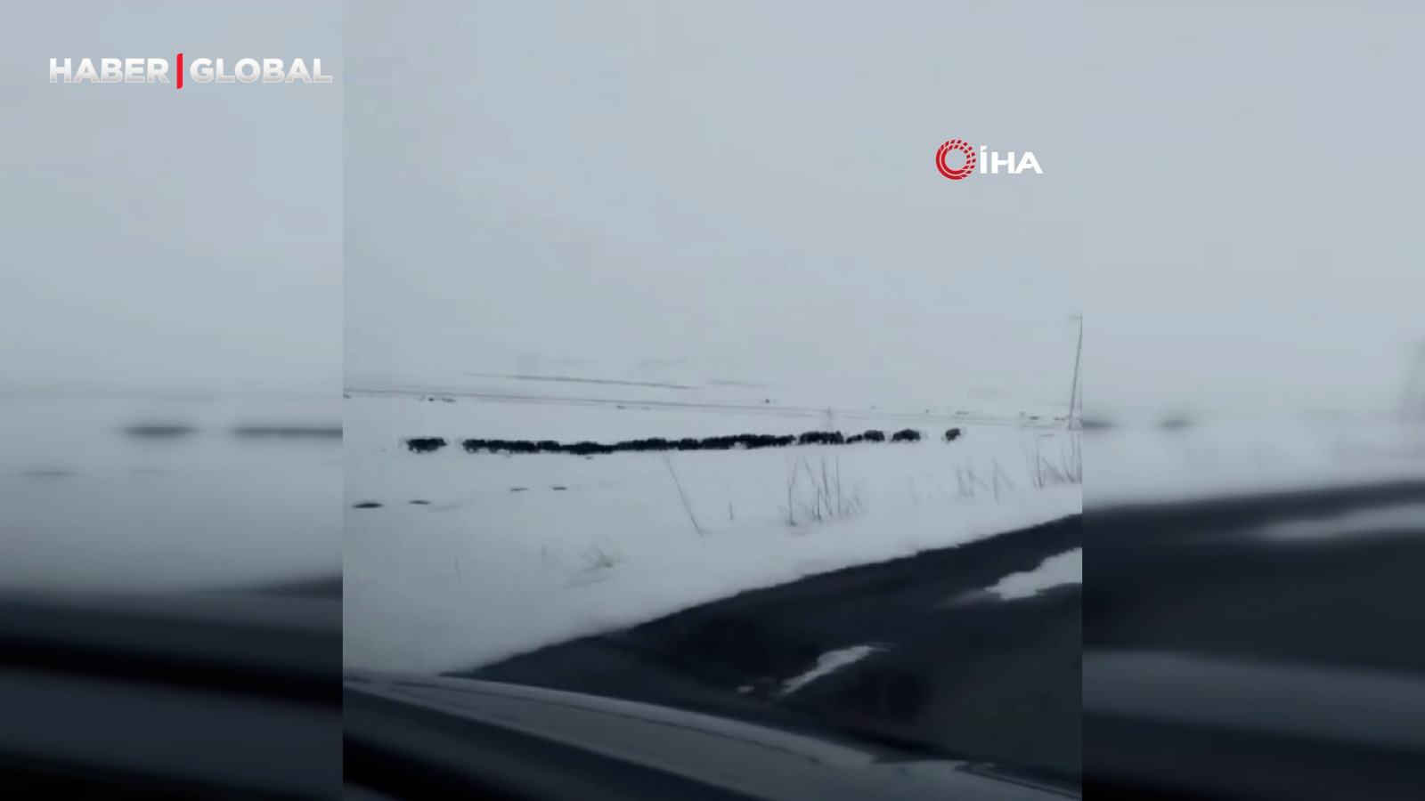 Karlı arazide ilerleyen domuz sürüsünün hızı görenleri şaşırttı