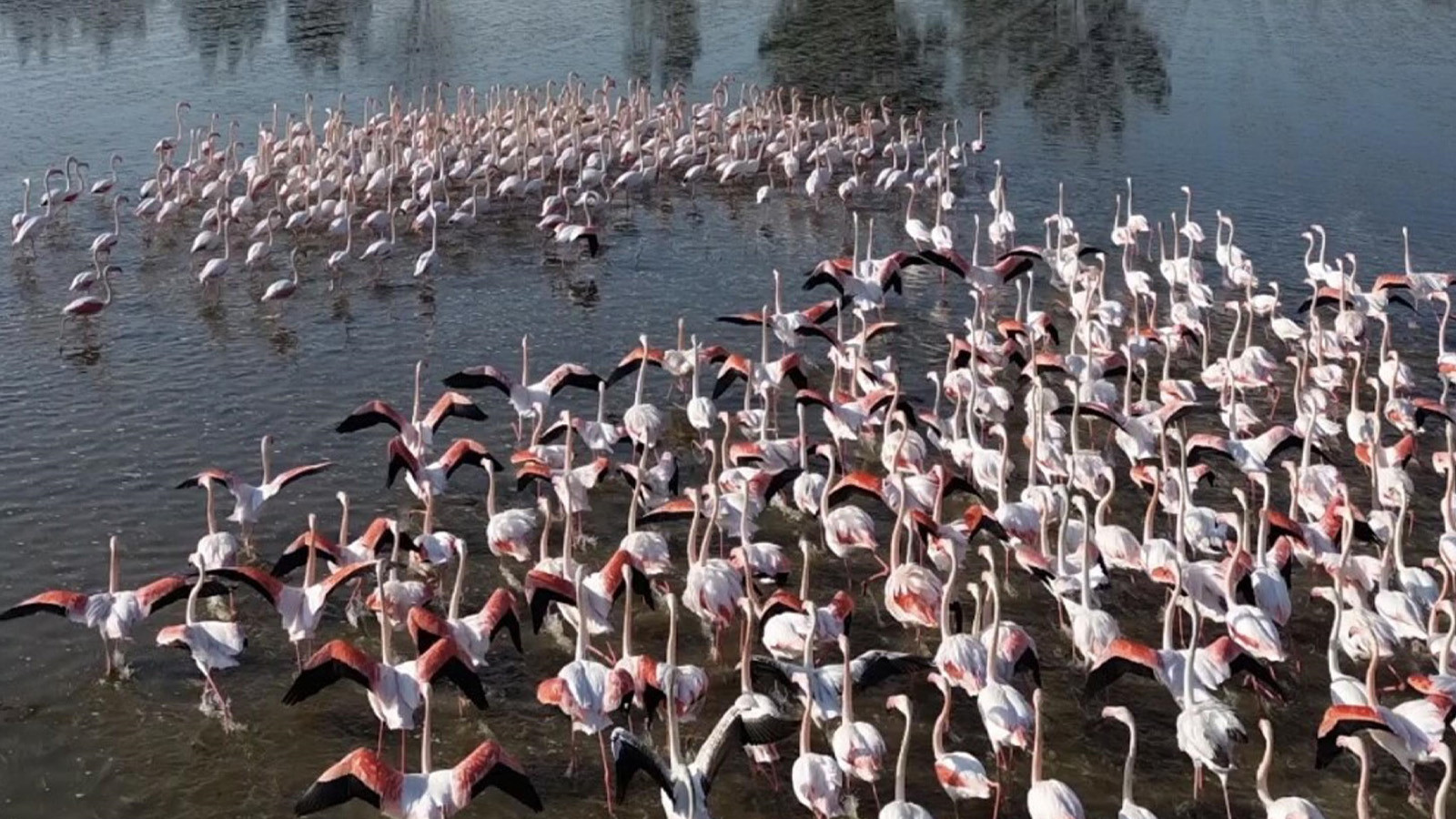 Büyük Menderes’teki taşkın nedeniyle tarlalar göle döndü; flamingolar bölgeye akın etti