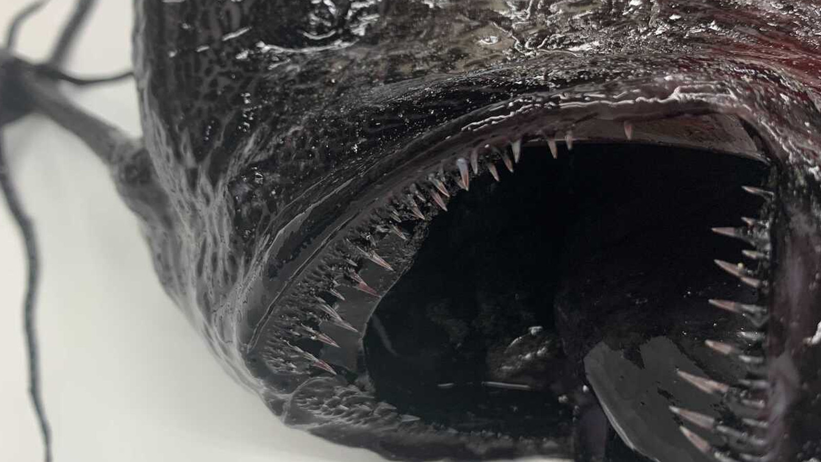 'Kıyamet habercisi' 1000 metre derinlikten çıkıp geldi