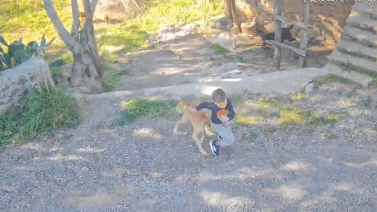 Antalya'da dehşet: Sahipsiz köpeğin saldırısına uğrayan küçük çocuk yaralandı