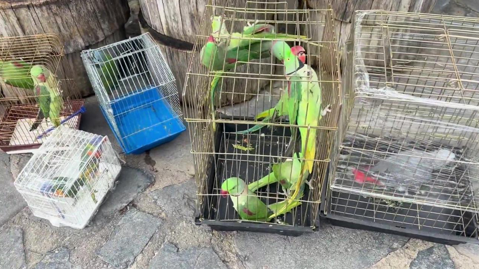 İstanbul'da petshop denetimi: 39 papağana el konuldu